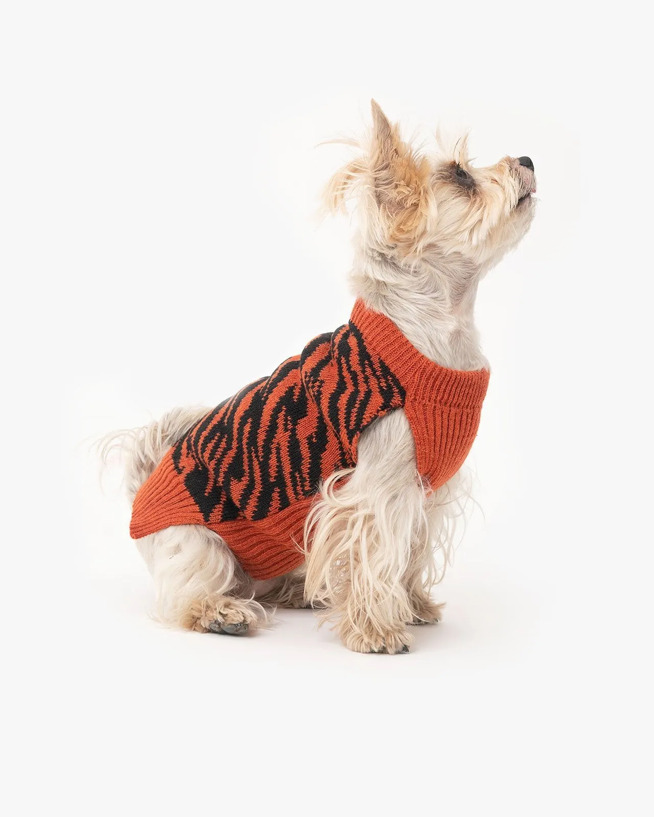 Tiger dog sweater